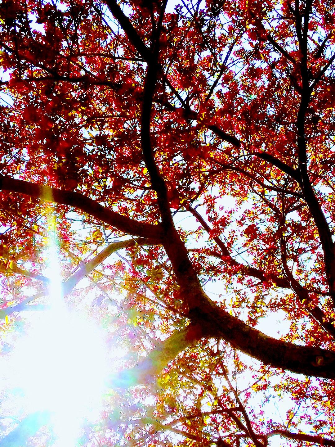 Tree with pink leaves and sun poking through leaves